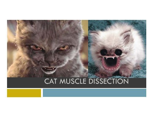 CAT MUSCLE DISSECTION - Sinoe medical homepage.