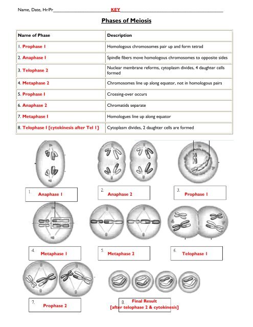 Phases of Meiosis - Fulton County Schools