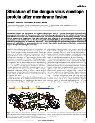 Structure of the dengue virus envelope protein after membrane fusion