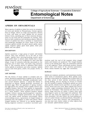 Aphids on Ornamentals - Department of Entomology
