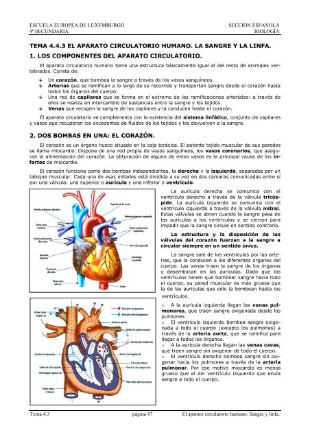 Tema 4.3. El Transporte en el cuerpo. Sangre y linfa.