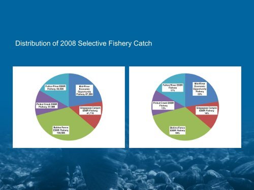 Recreating Sustainable Fisheries in the Skeena Watershed