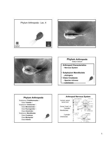 Phylum Arthropoda - Lec. 4 Phylum Arthropoda Phylum Arthropoda