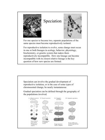 Speciation 2.pdf