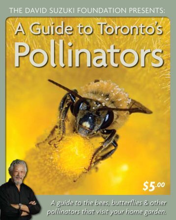 A Guide to Toronto's Pollinators (PDF) - David Suzuki Foundation
