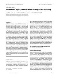 Xanthomonas oryzae pathovars: model pathogens ... - Pamela Ronald