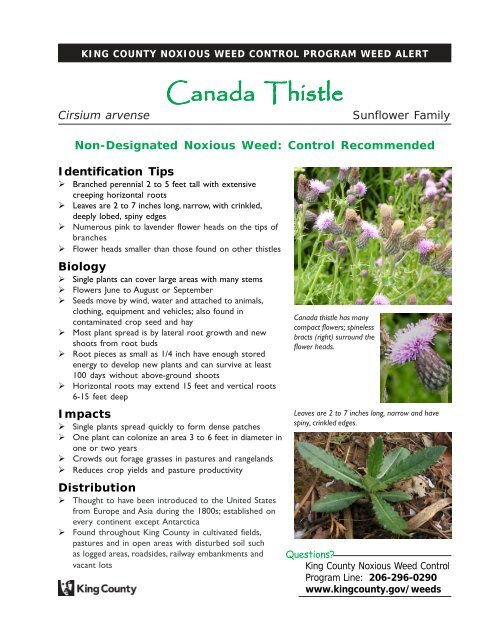 Canada Thistle (Cirsium arvense) - King County Noxious Weed Alert