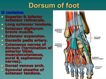 Dorsum of foot.pdf