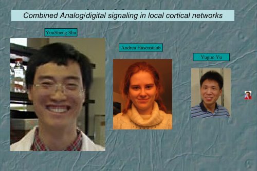 Combined Analog/digital signaling in local cortical networks