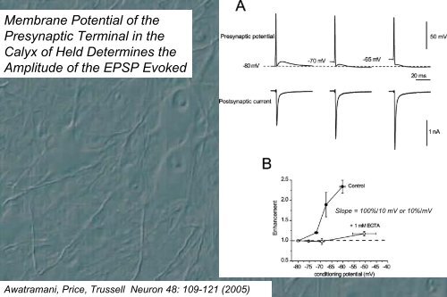 Combined Analog/digital signaling in local cortical networks