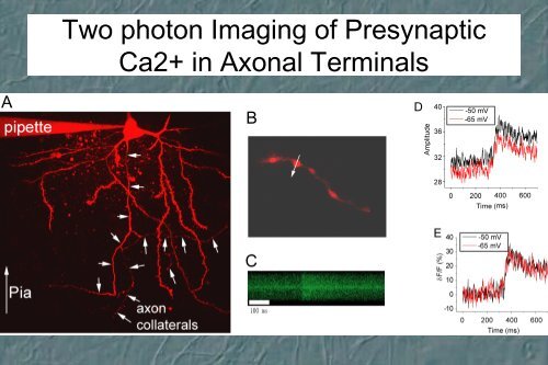 Combined Analog/digital signaling in local cortical networks