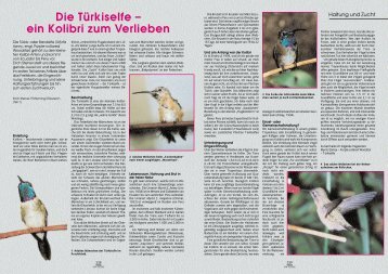 Die Türkiselfe – ein Kolibri zum Verlieben - Gefiederte Welt