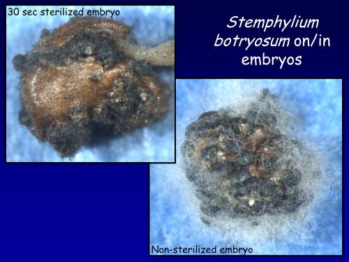 Verticillium & Spinach: - Washington State University