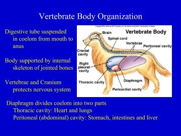 Animal Bodies.pdf