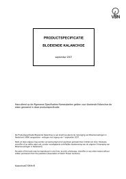 PRODUCTSPECIFICATIE BLOEIENDE KALANCHOE - Vbn