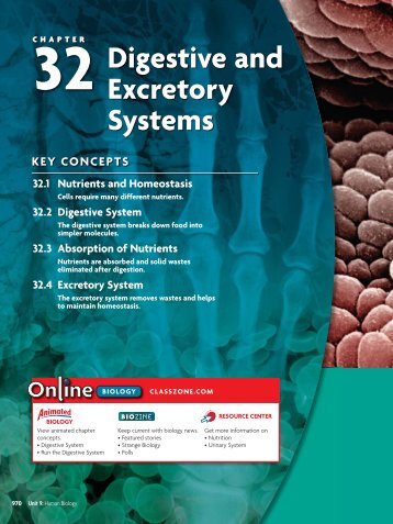 32.4 Excretory System