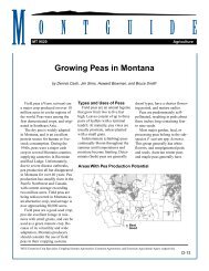 Growing Peas in Montana - Yellowstone County