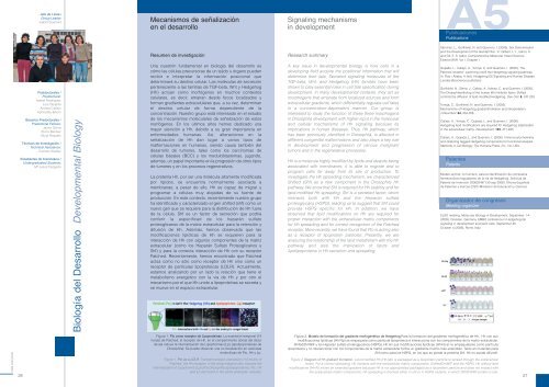 Drosophila - Severo Ochoa - Universidad AutÃ³noma de Madrid