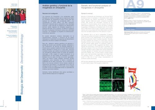 Drosophila - Severo Ochoa - Universidad AutÃ³noma de Madrid