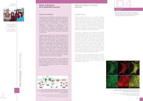 Drosophila - Severo Ochoa - Universidad AutÃ³noma de Madrid