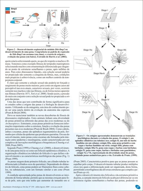 Sobre a origem das aves - Atualidades Ornitológicas