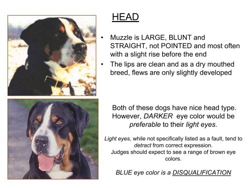 Breed Study Handout - Greater Swiss Mountain Dog Club of America