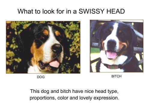 Breed Study Handout - Greater Swiss Mountain Dog Club of America