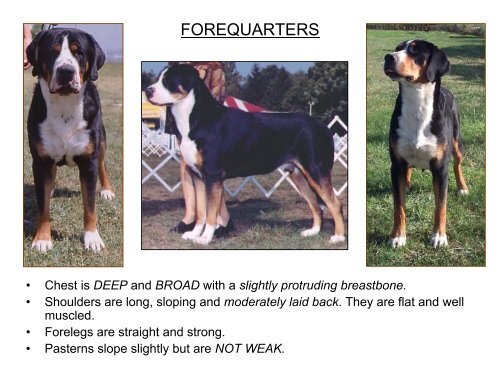 Breed Study Handout - Greater Swiss Mountain Dog Club of America