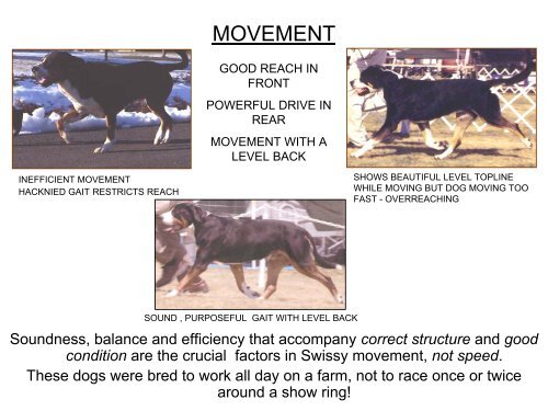 Breed Study Handout - Greater Swiss Mountain Dog Club of America