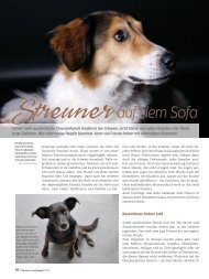 Streuner auf dem Sofa - Schweizer Hunde Magazin