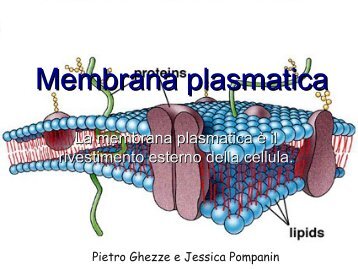 Membrana plasmatica - Polo Valboite