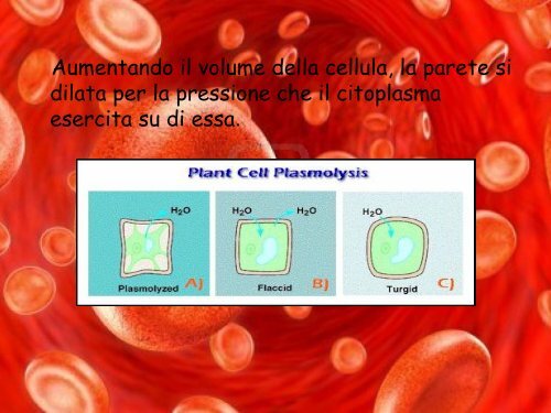 La parete cellulare e il vacuolo - Polo Valboite