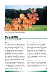 Die Elsbeere