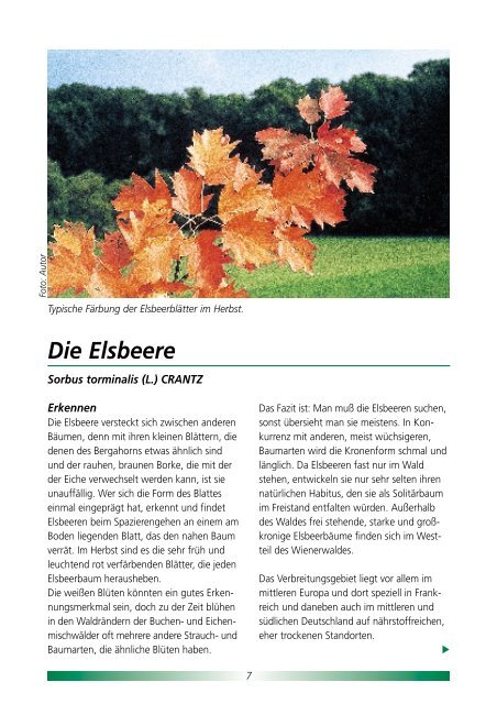 Die Elsbeere