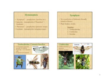 Hymenoptera Symphyta