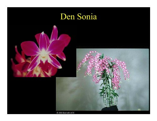 The Genus Dendrobium - Western North Carolina Orchid Society