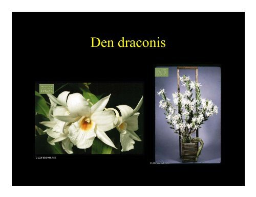 The Genus Dendrobium - Western North Carolina Orchid Society