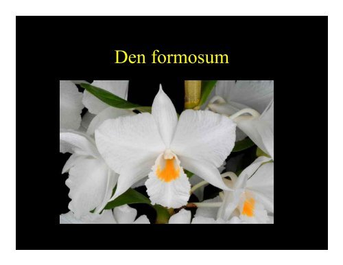 The Genus Dendrobium - Western North Carolina Orchid Society