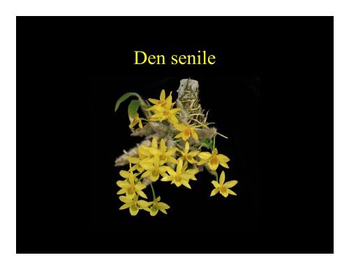 The Genus Dendrobium - Western North Carolina Orchid Society