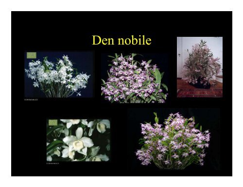 The Genus Dendrobium - Western North Carolina Orchid Society