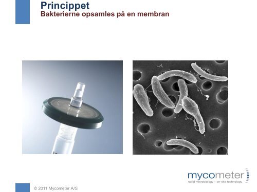 Bactiquant presentation