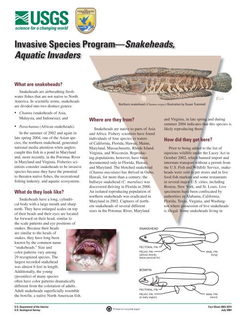 Invasive Species ProgramâSnakeheads, Aquatic Invaders