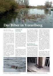 Der Biber in Vorarlberg