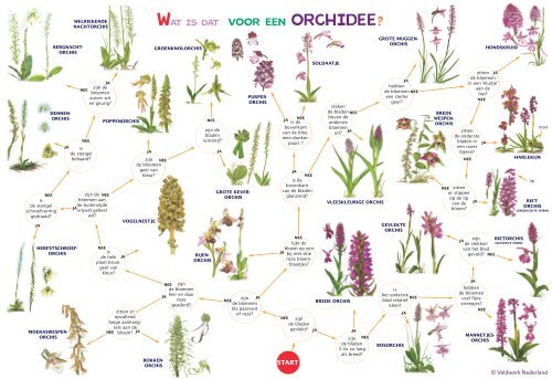 Zoekkaart Orchideeen.pdf