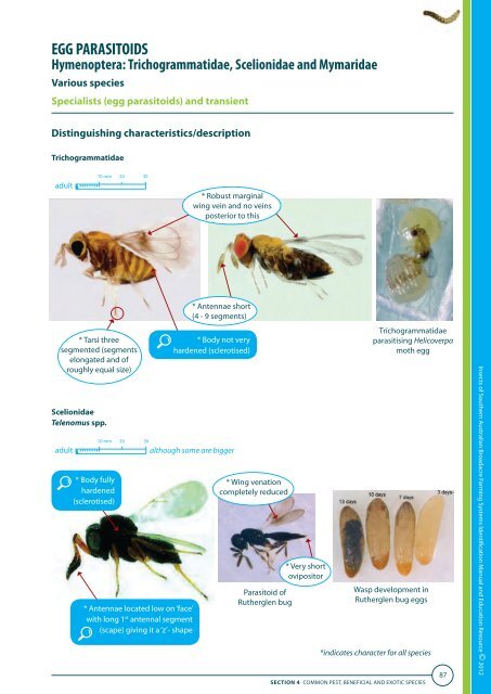 Insects of Southern Australian Broadacre Farming Systems - Grains ...