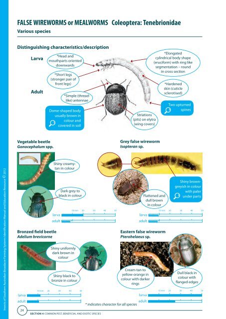 Insects of Southern Australian Broadacre Farming Systems - Grains ...