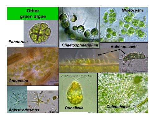 Cladophora - KrisWeb