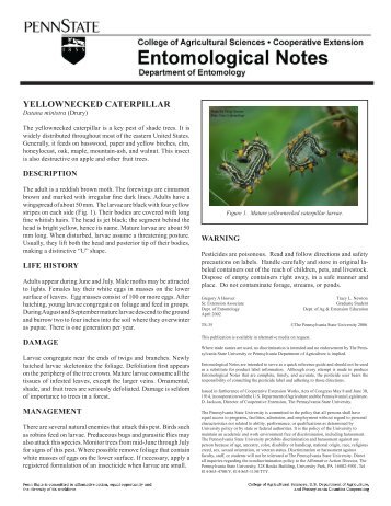 PDF version of Yellownecked Caterpillar Fact Sheet - Entomology