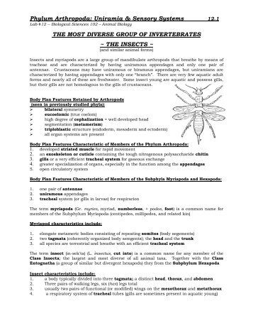 Phylum Arthropoda: Uniramia & Sensory Systems ... - Biosciweb.net