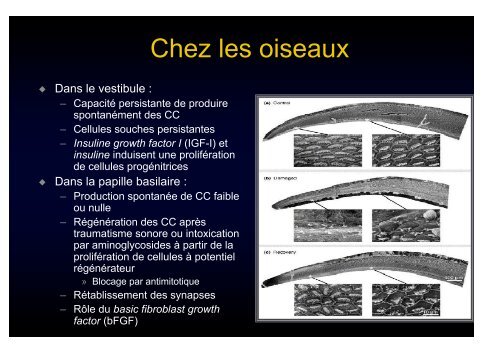 du professeur Michel Christian OUAYOUN